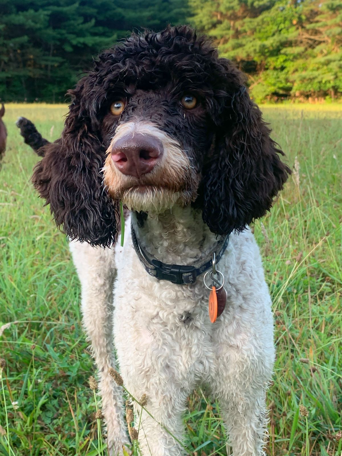 A brown and white poodle is standing in a grassy field.