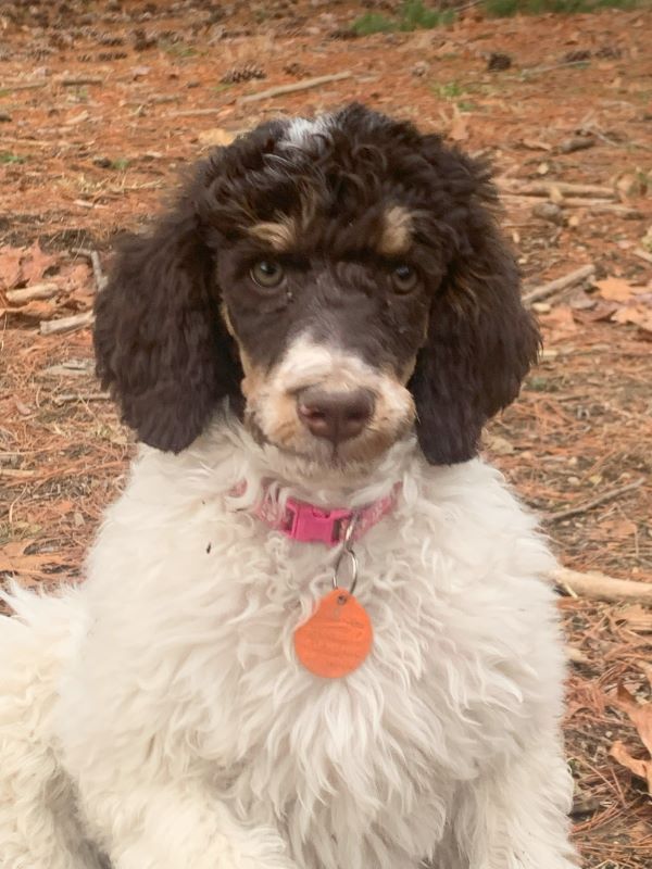 A brown and white poodle with a pink collar is laying on the ground.