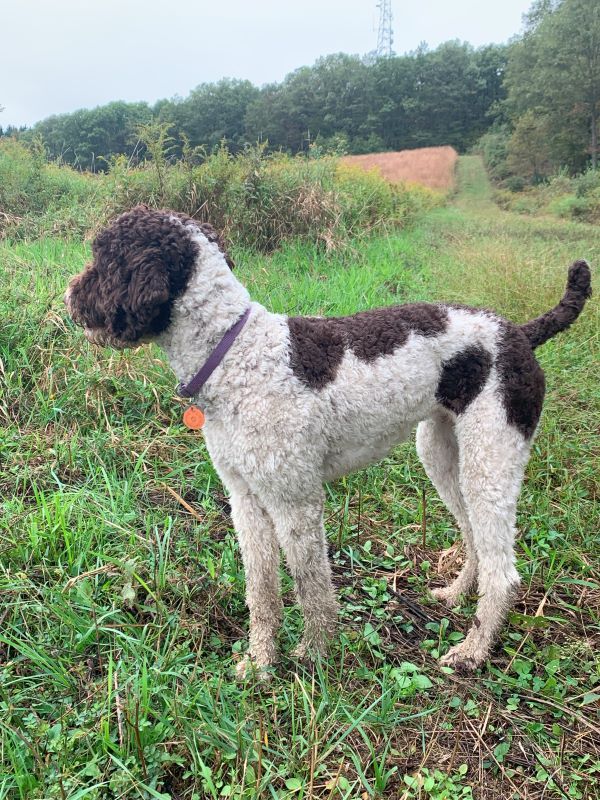 A brown and white dog is standing in a grassy field.