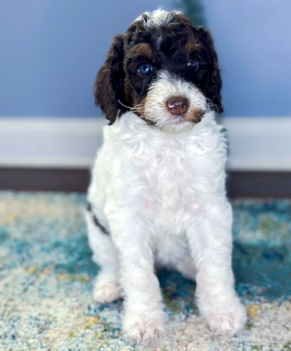 A brown and white puppy is sitting on a rug.
