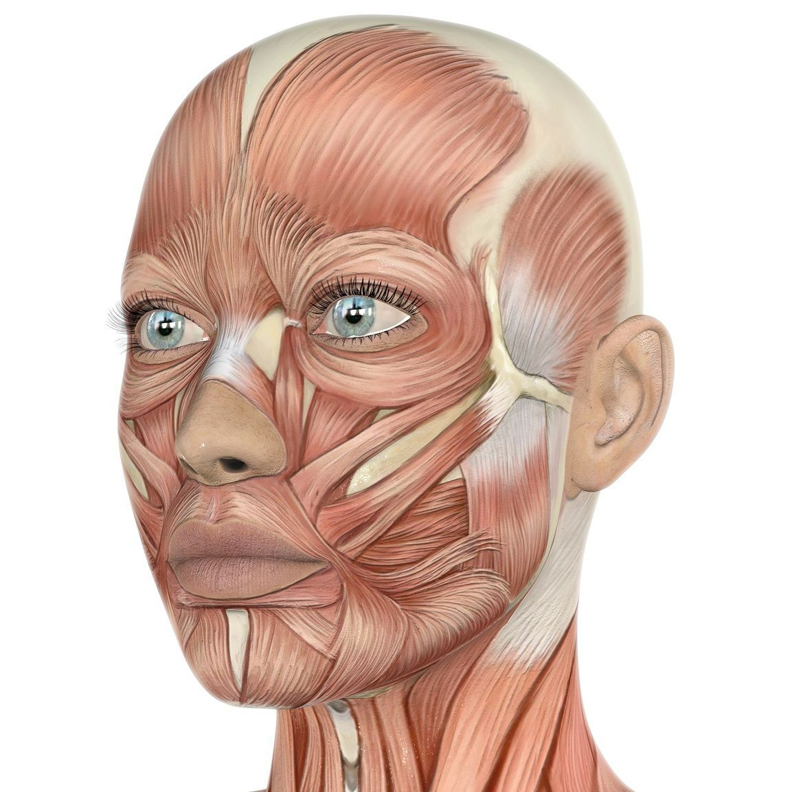 Level 4 award in Facial Anatomy and Physiology 