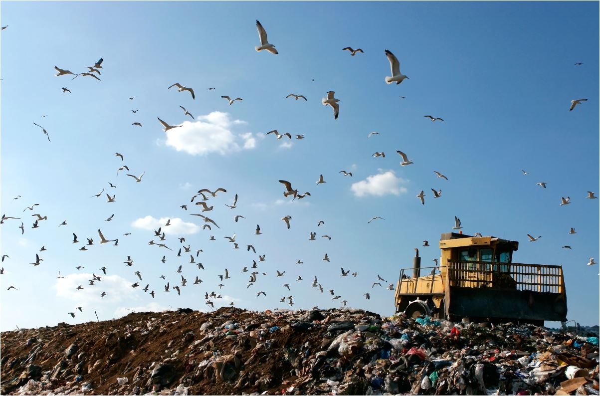 A landfill site with birds flying over