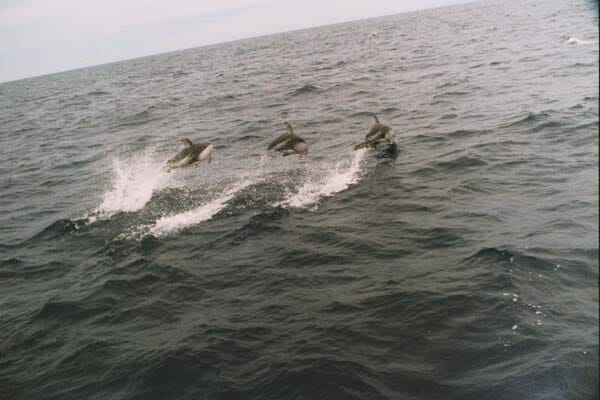 Sportsfishing — Three Dolphins in Half Moon Bay, CA