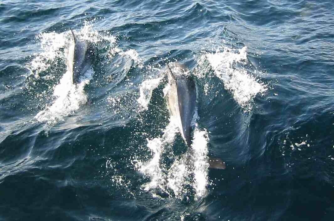Sportsfishing — Dolphin Watch in Half Moon Bay, CA