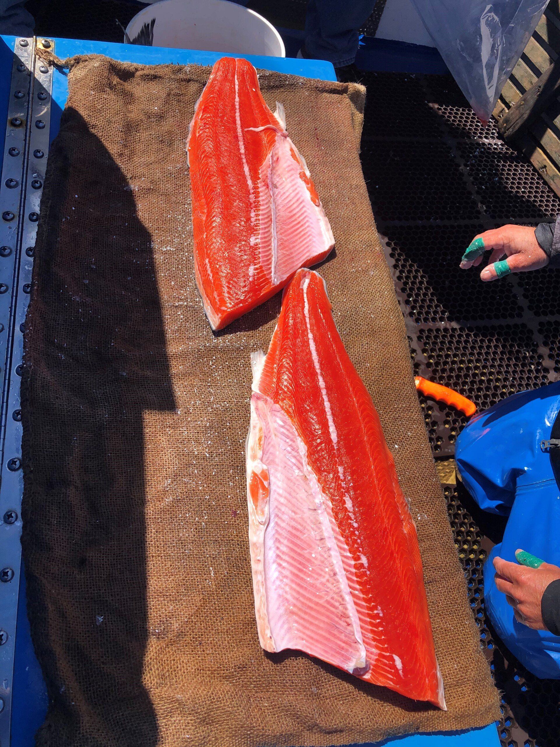 salmon krill fed