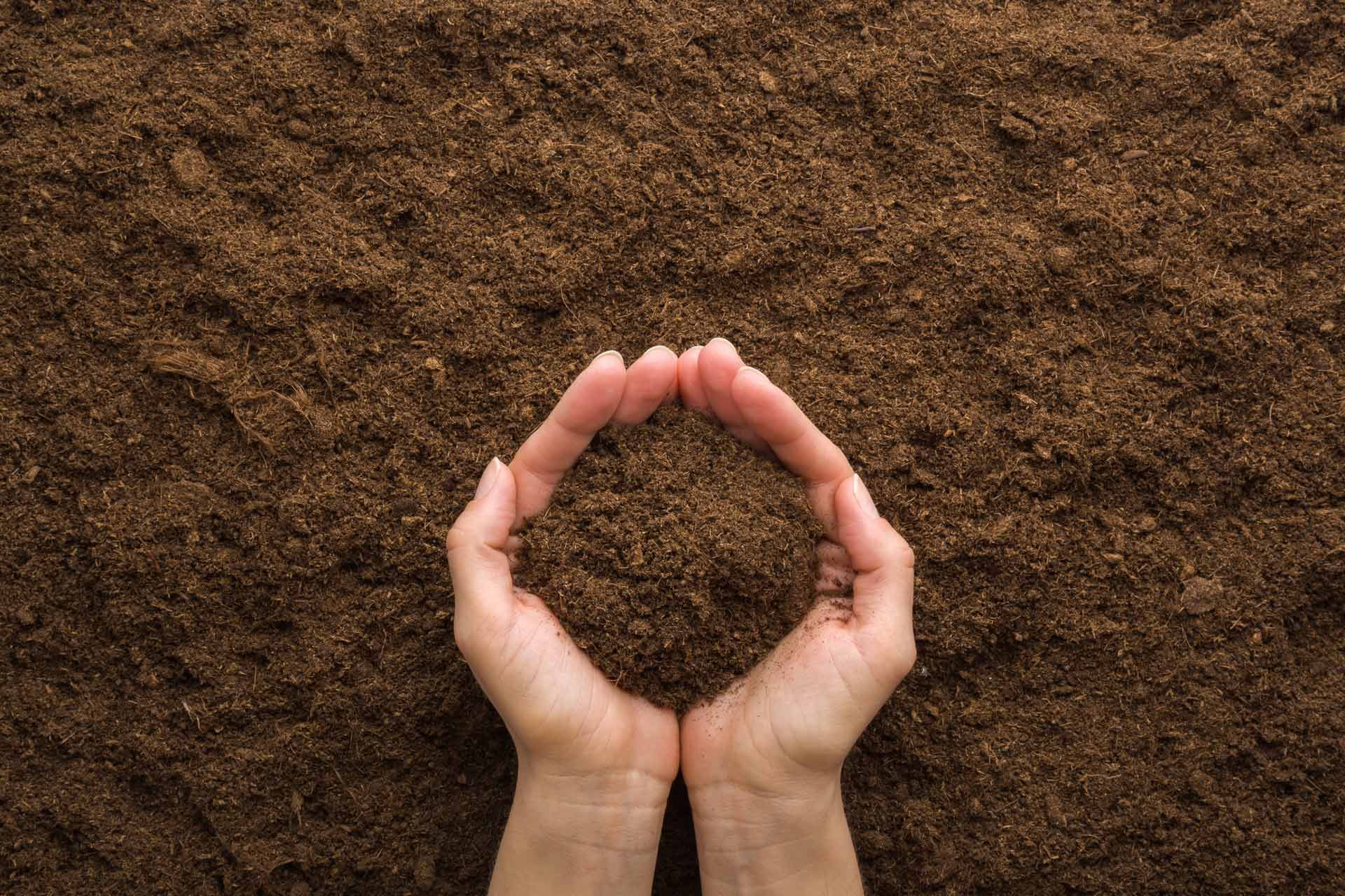 Hands cupped, holding a small amount of soil