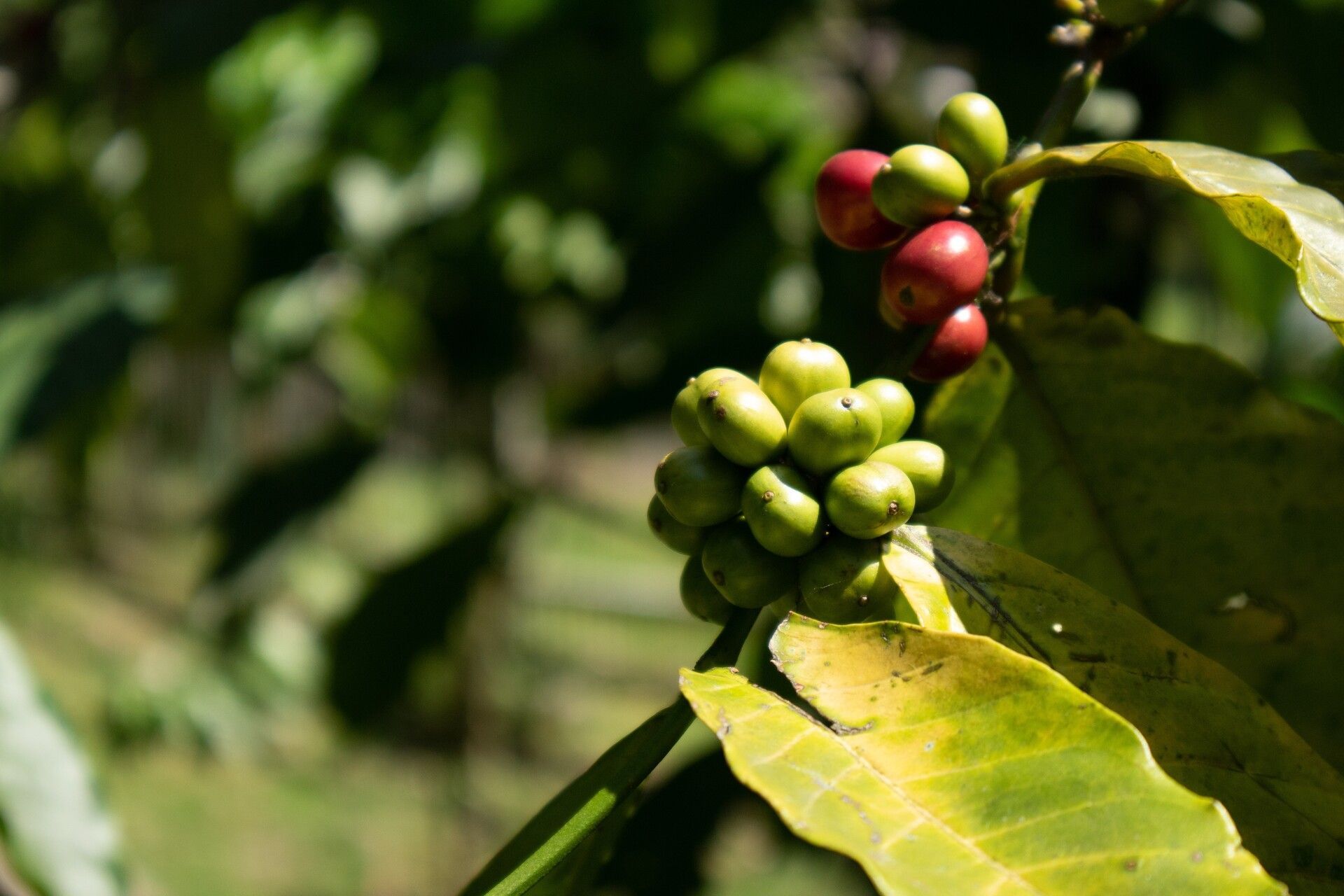 Rose Bourbon Coffee