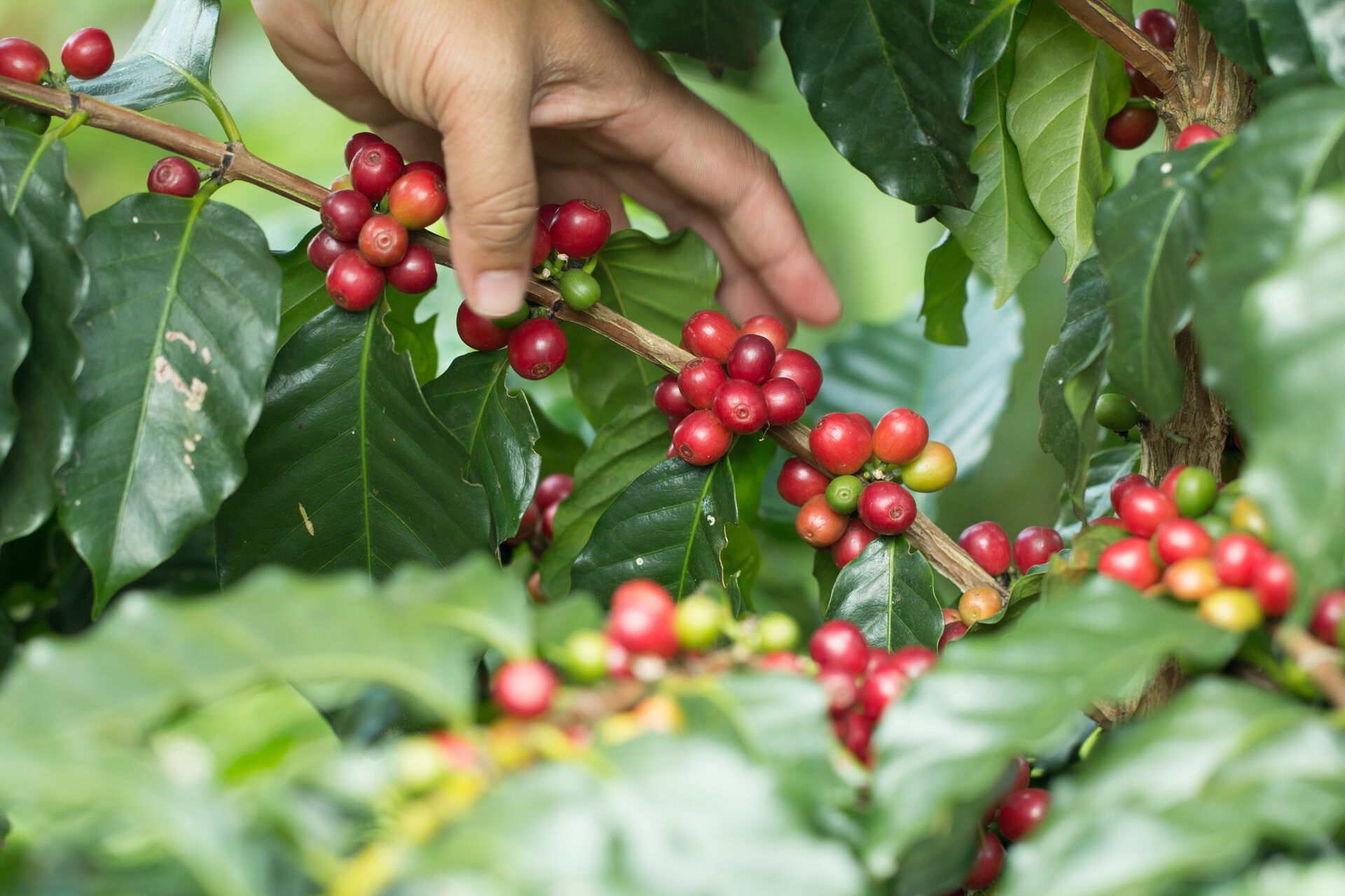 Colombian Variety Coffee