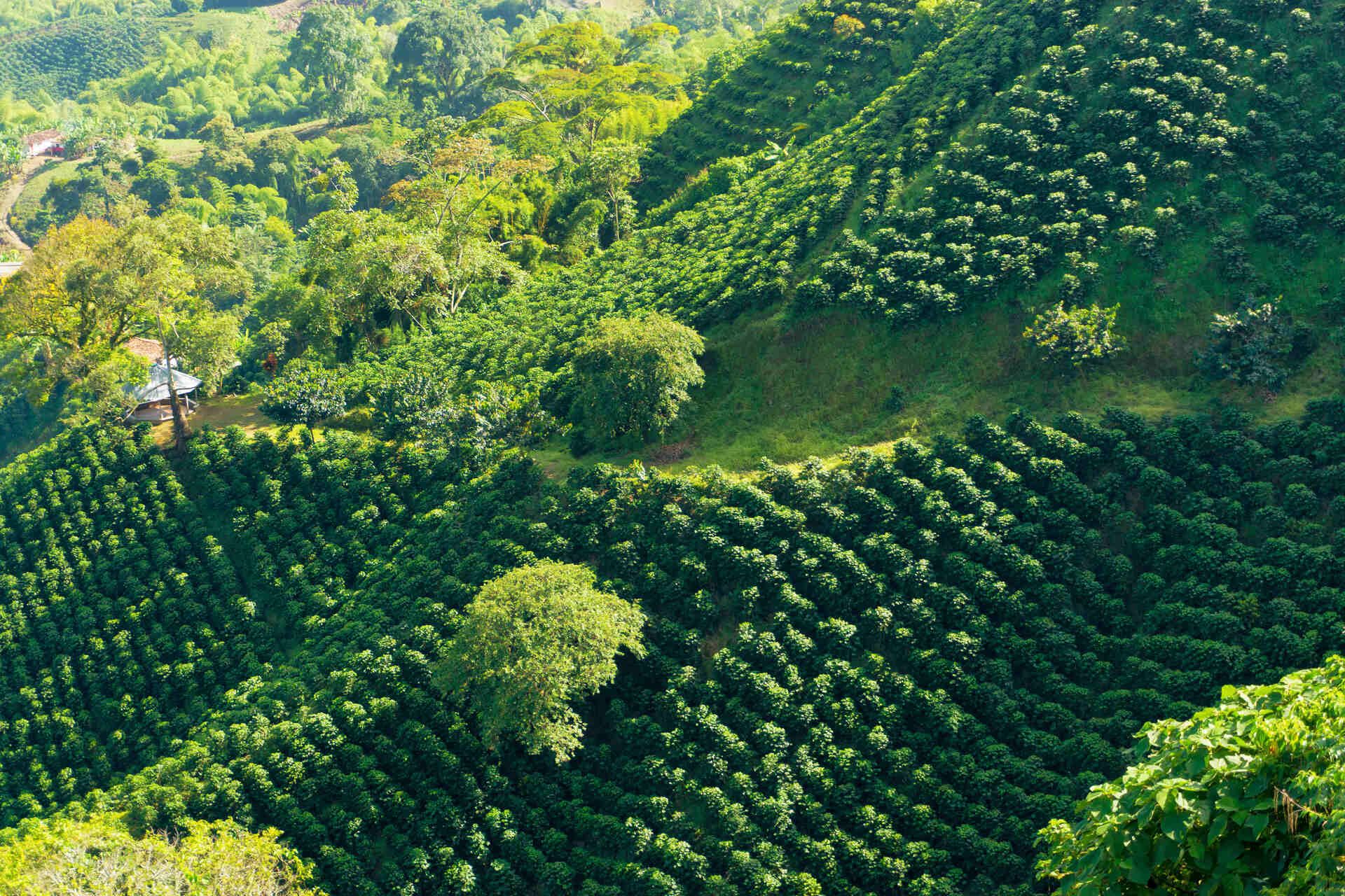Certified Organic Coffee