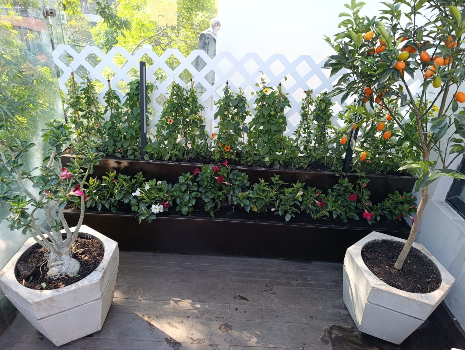 JARDINERÍA AXOCHITL - VENTA