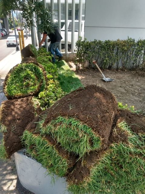 JARDINERÍA AXOCHITL - COLOCACIÓN DE PASTO JARDINERÍA AXOCHITL - COLOCACIÓN DE PASTO