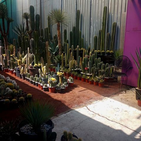 JARDINERÍA AXOCHITL - VENTA