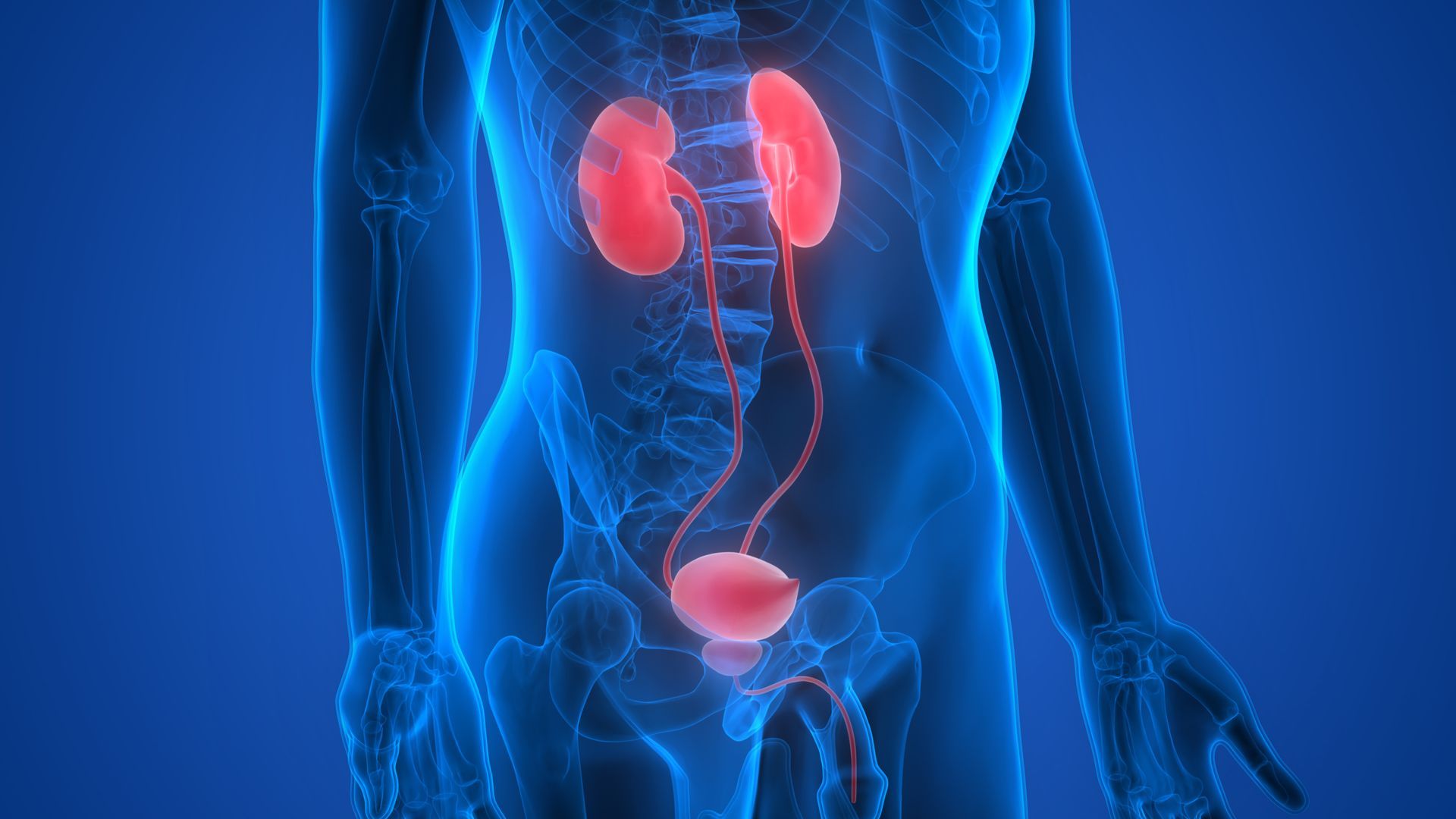 A computer generated image of a man 's kidneys and urinary system.