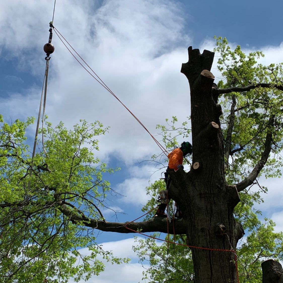 A Man Is Climbing a Tree With a Chainsaw — Hackensack, NJ — MC Greenfield Tree & landscape Service LLC