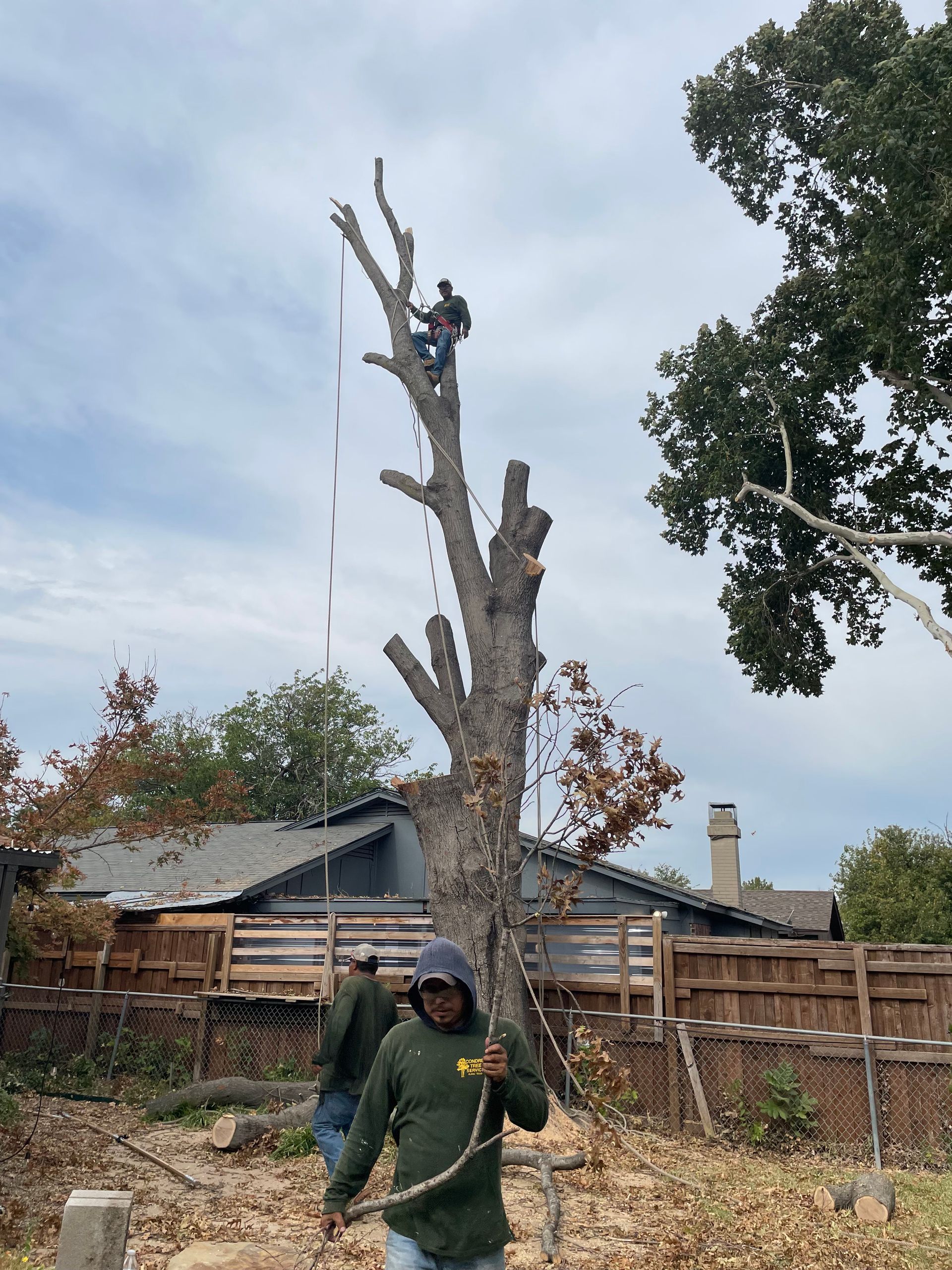 A tree with a rope attached to it in the woods.