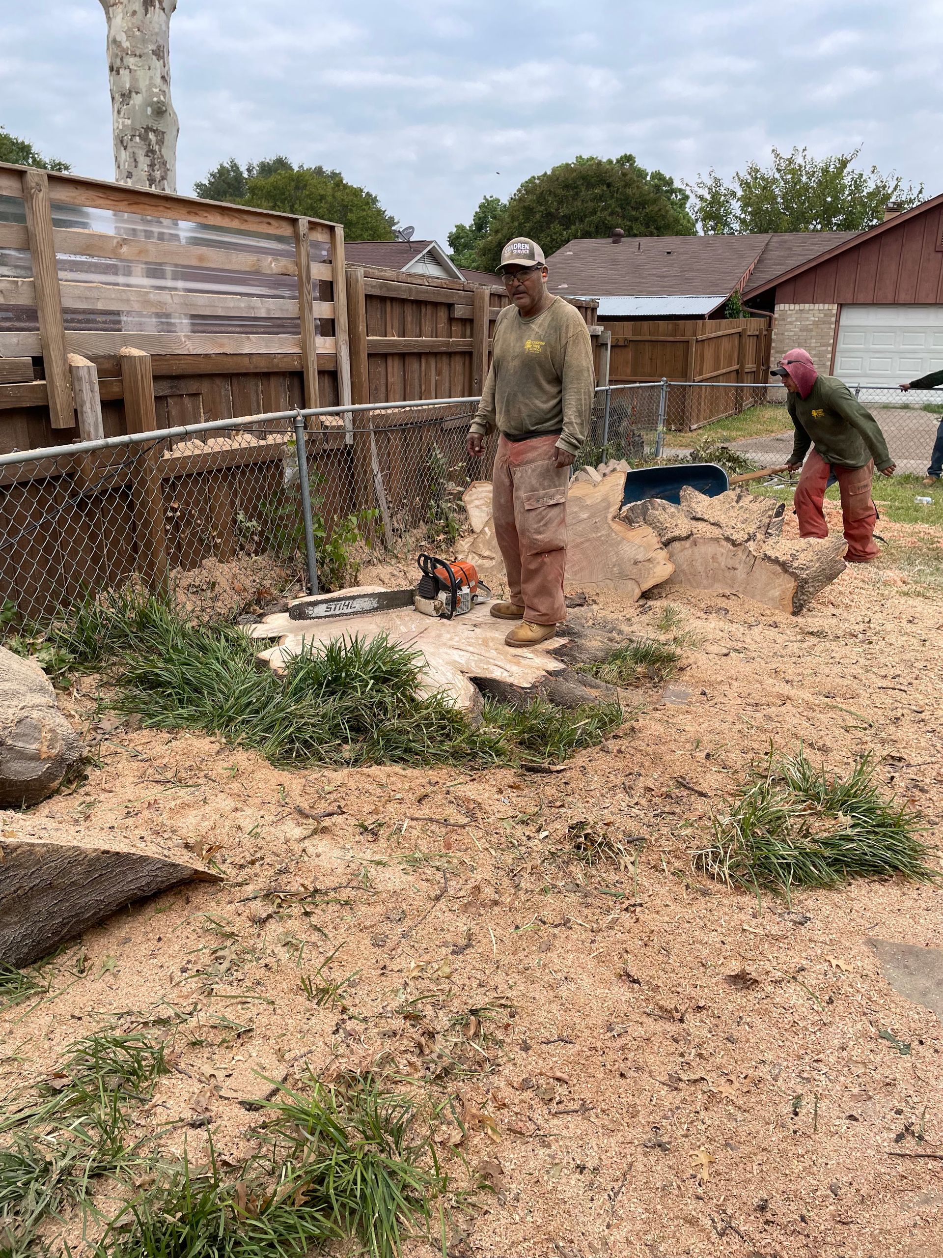 A stump grinder is cutting a tree stump in a yard.