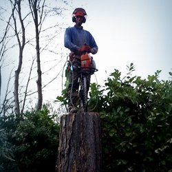 tree removal professional