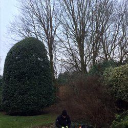 hedge cutting services