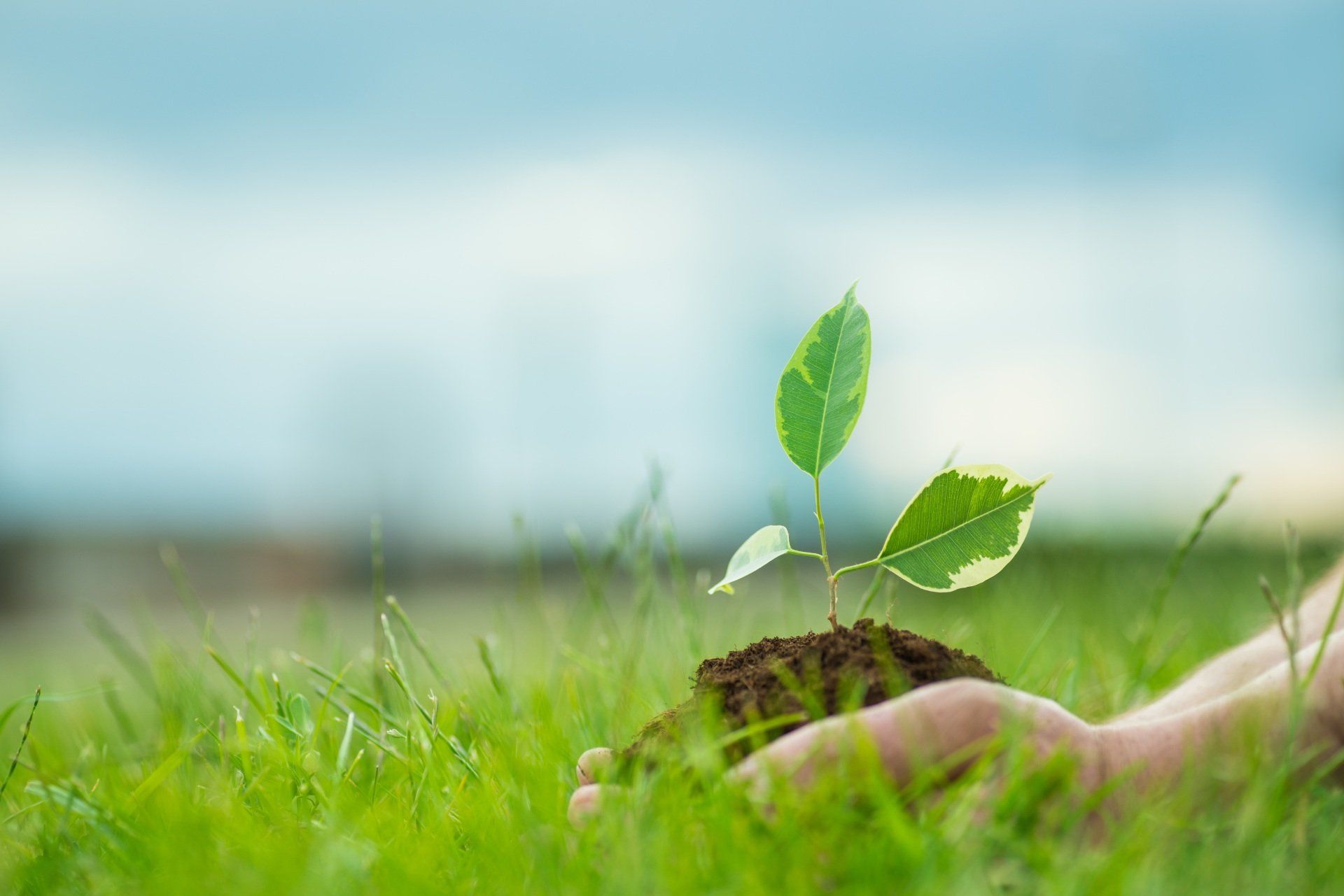 coltivazione dell'orto