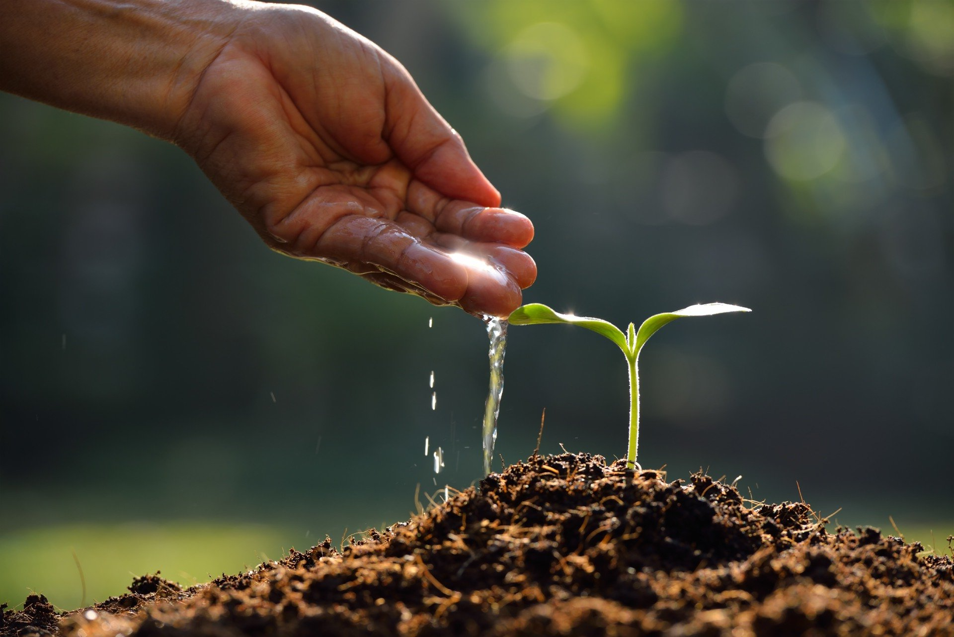 rappresentazione coltivazione di piante da giardino e da orto