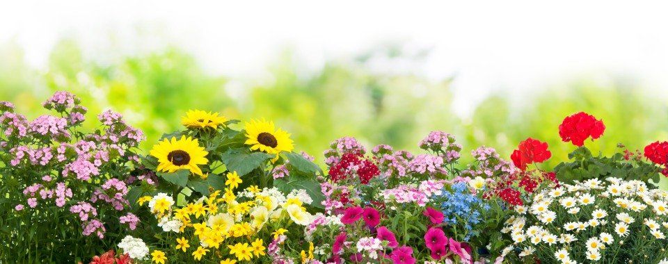 fiori e piante per il giardino