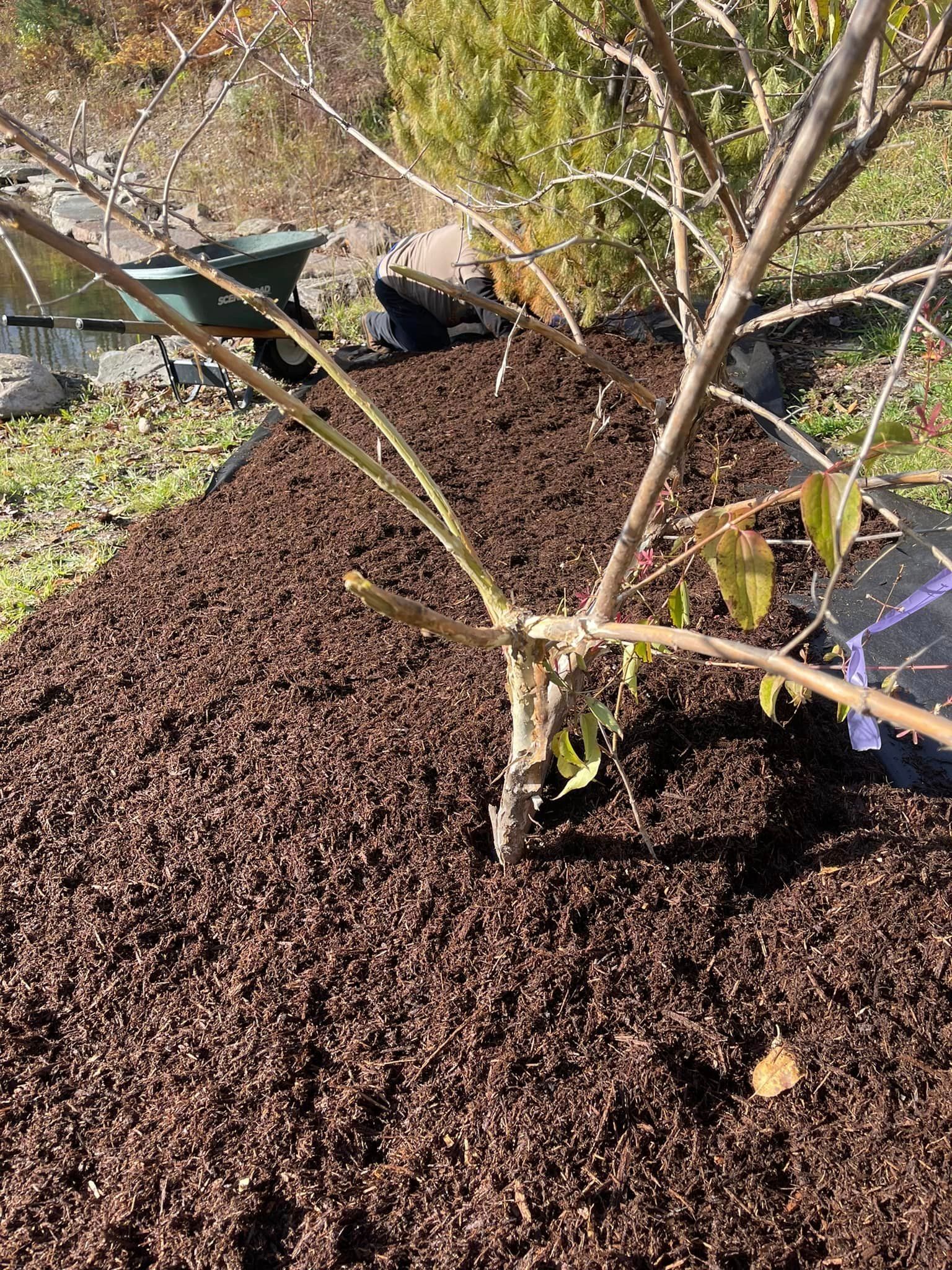 New Plant Tree — Lake Ariel, PA — All-Out Logging