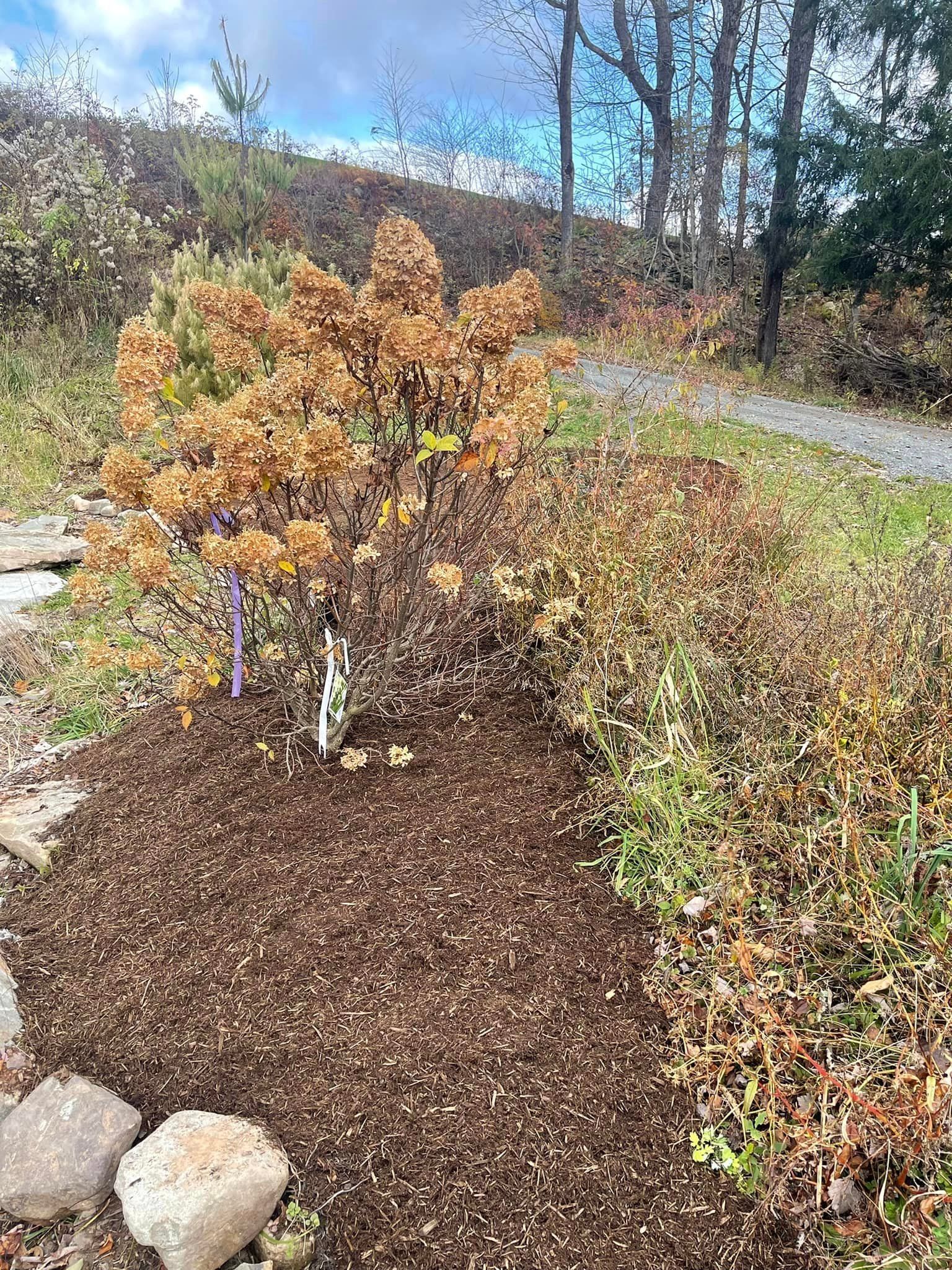 Trees Planted — Lake Ariel, PA — All-Out Logging