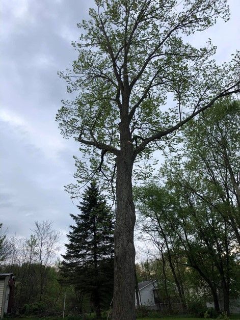 Tall Tree — Lake Ariel, PA — All-Out Logging