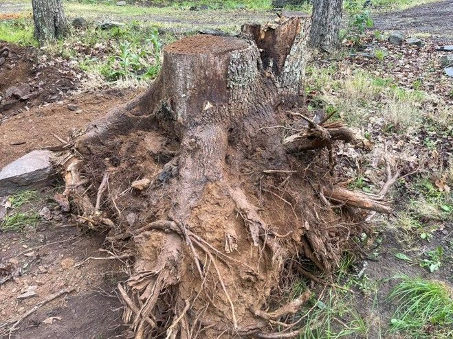 Tree Stump — Lake Ariel, PA — All-Out Logging