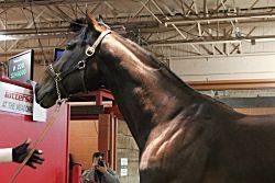 Emeritus Maximus tops Meadowlands sale at $248,000