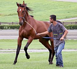 Right horse, right time