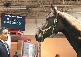Lindy The Great tops Tattersalls Winter Mixed Sale at $450,000