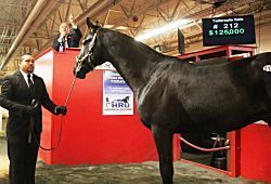 Grant purchases trio, including sale-topper, at Tattersalls Mixed Sale