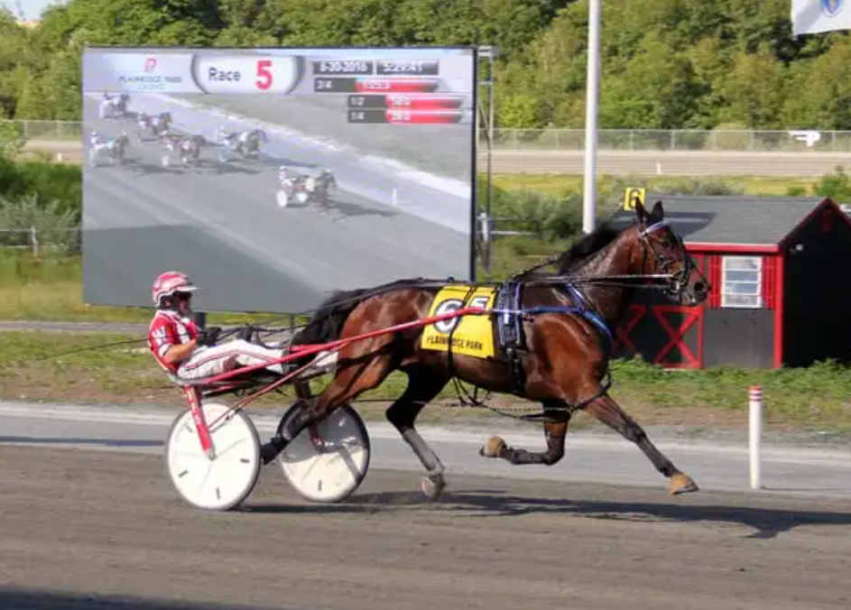 Leave horse race fund for the horses
