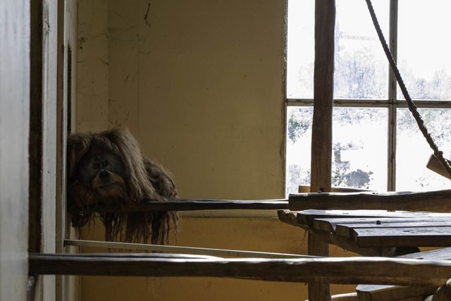 Orangutan at Germany's Allwetter Zoo cleans the windows