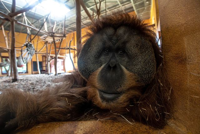 Orangutan at Germany's Allwetter Zoo cleans the windows