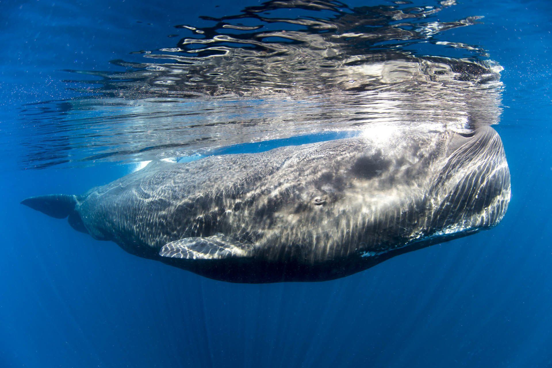 Aaron Gekoski - Award Winning Environmental Photojournalist