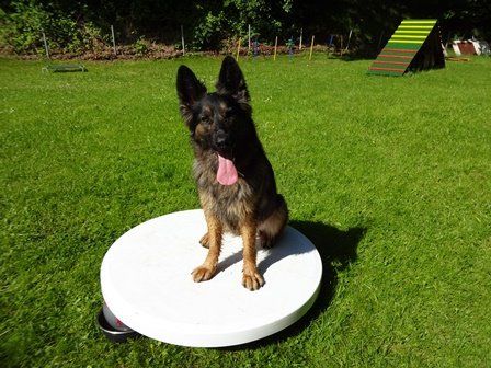 Athena auf dem Propriobrett