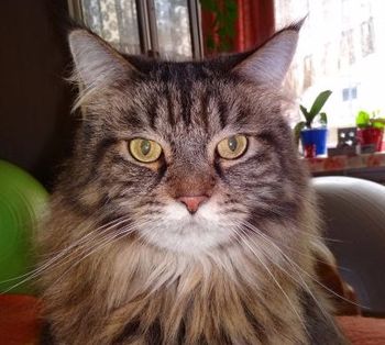 Resafix Idefix Das X von Resafix