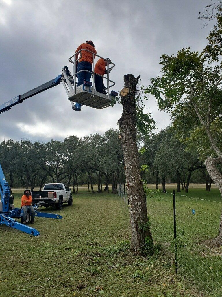 Tree Service