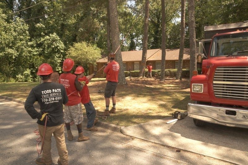 Tree service crew in red shirts using ropes to remove a large tree.