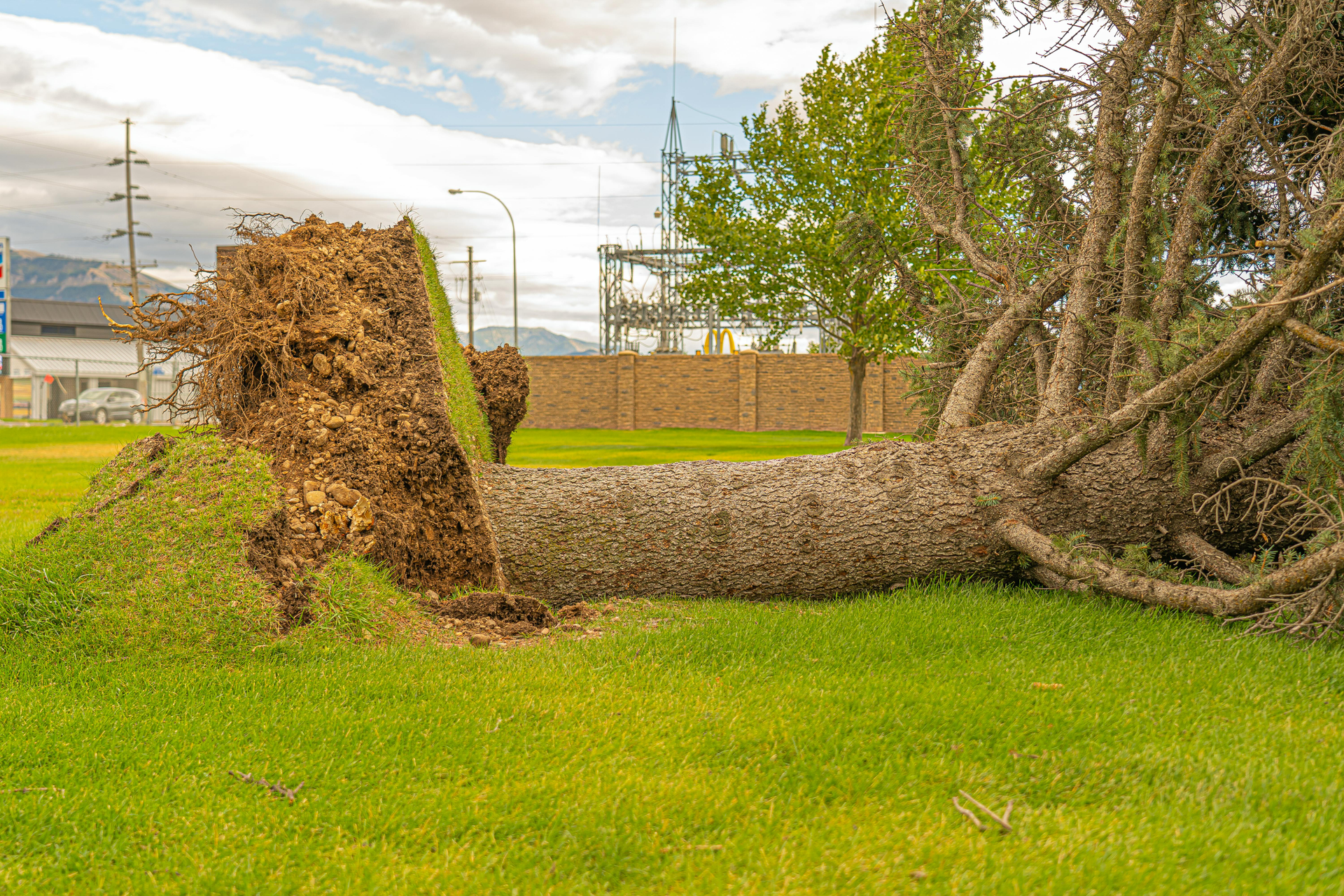 Large fallen tree blocking a road next to a red car and safety gate.