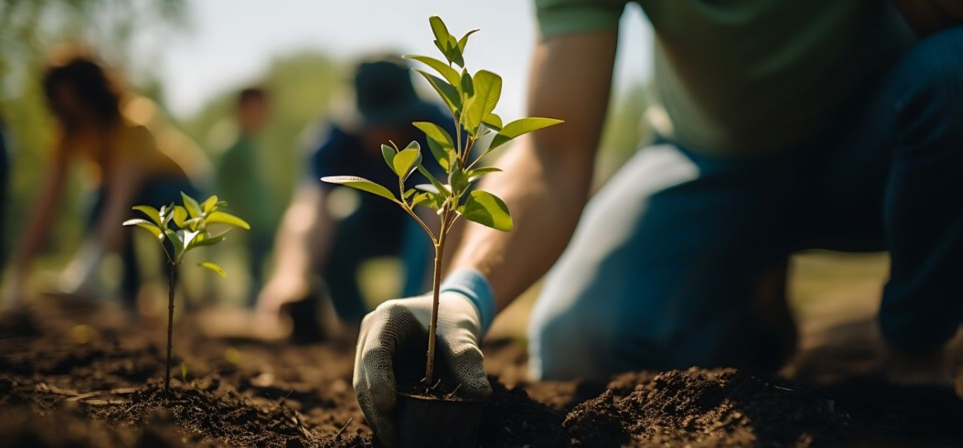 Electric saw cutting a branch