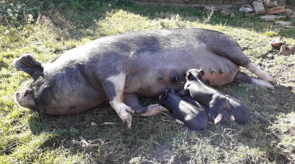 Wena also produced a litter, small for her, of four.