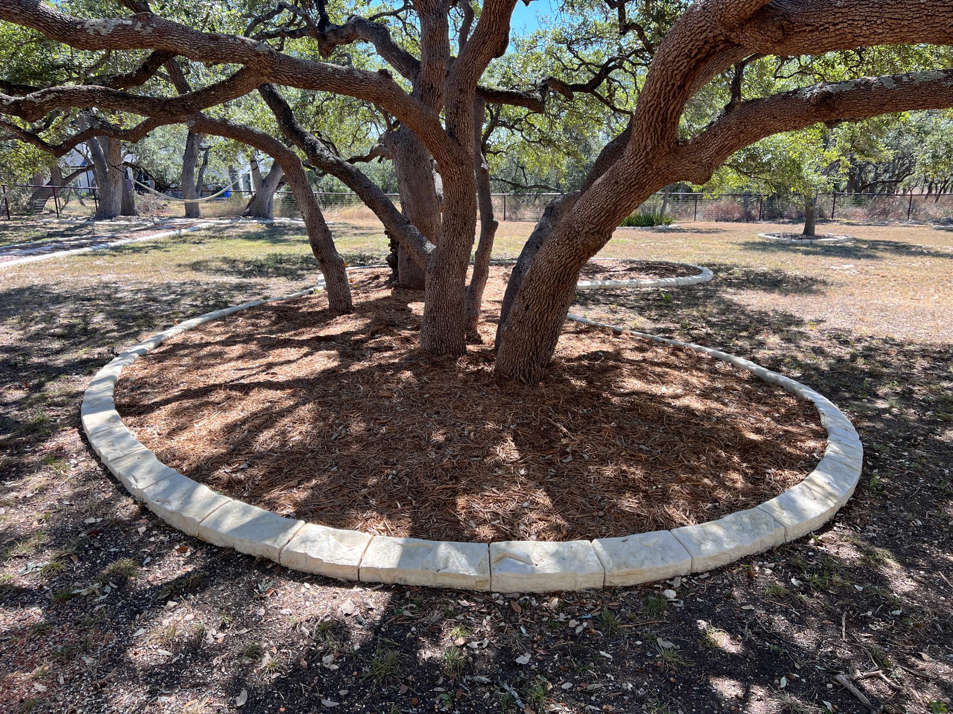 A tree in a park with a concrete border around it.