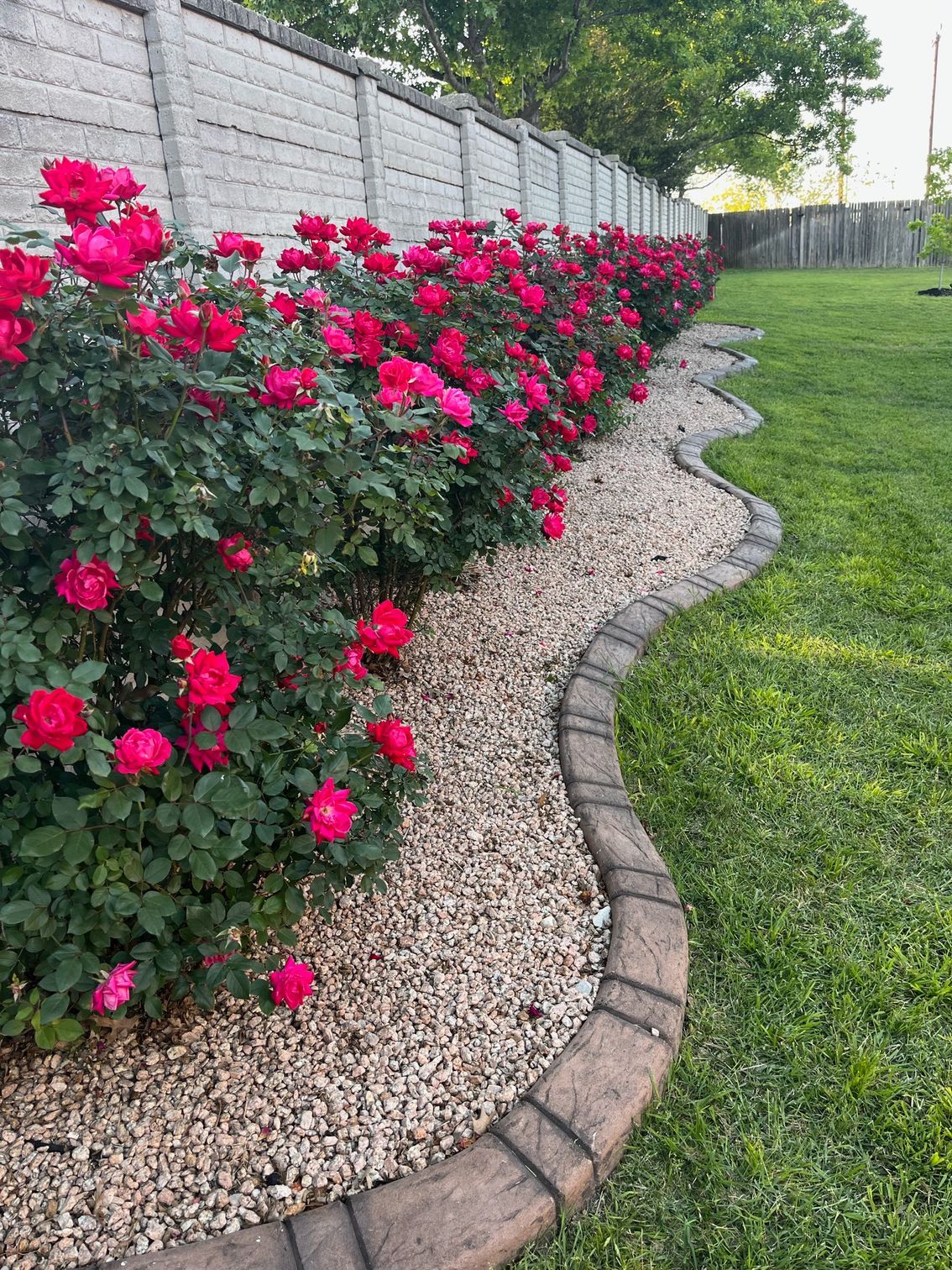 A row of red roses growing in a garden next to a fence.