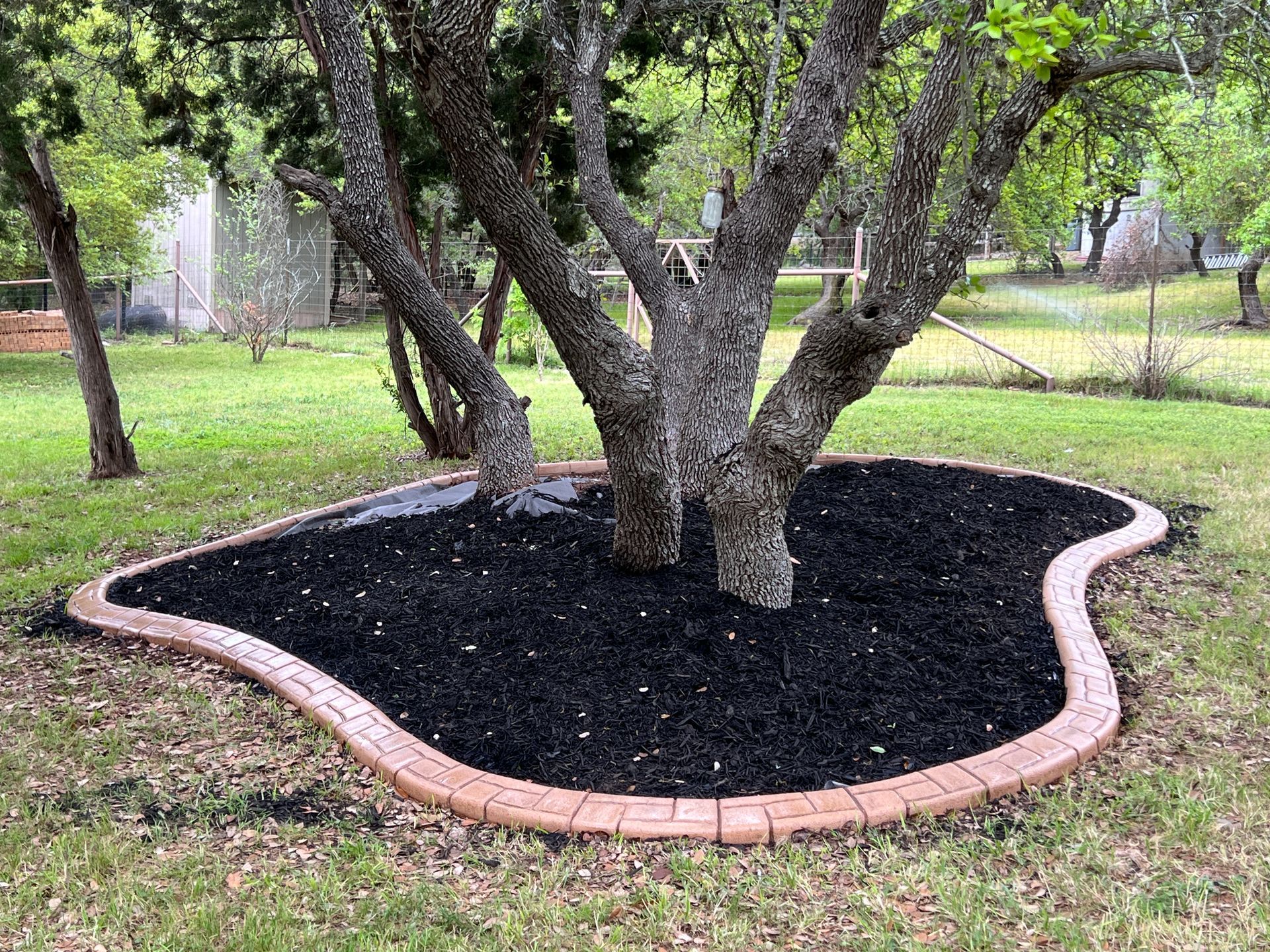 A tree is surrounded by black mulch in a yard.