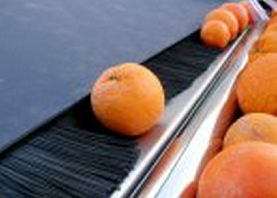 Calibratrice per frutti sferici