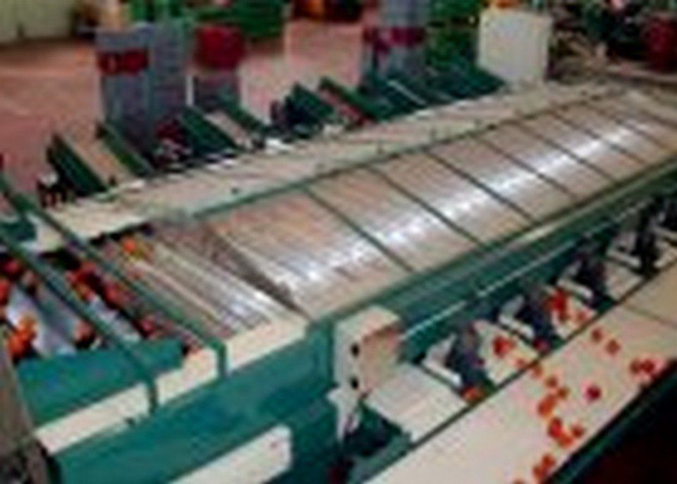 Macchina per calibrazione di frutti