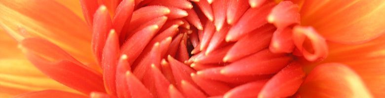Close-up van een levendige rood-oranje bloem met gelaagde bloemblaadjes en een geel hart.
